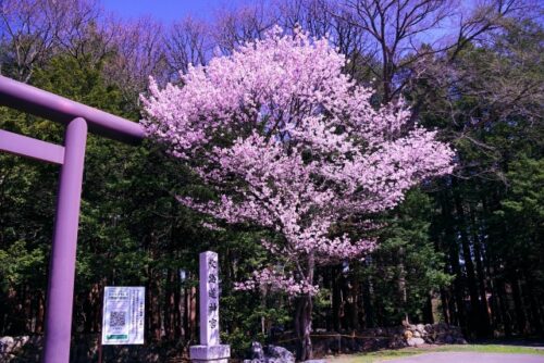 北海道神宮の境内