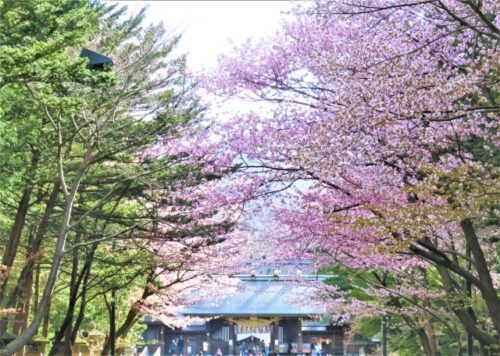 北海道神宮の桜