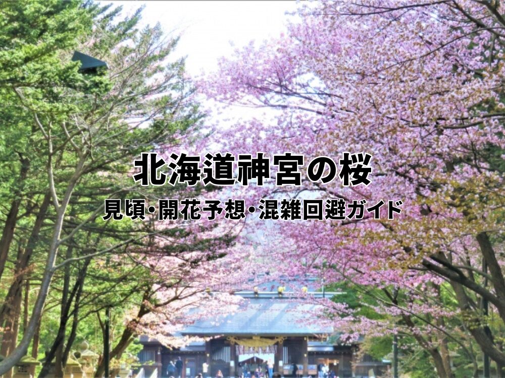 北海道神宮の桜のアイキャッチ画像